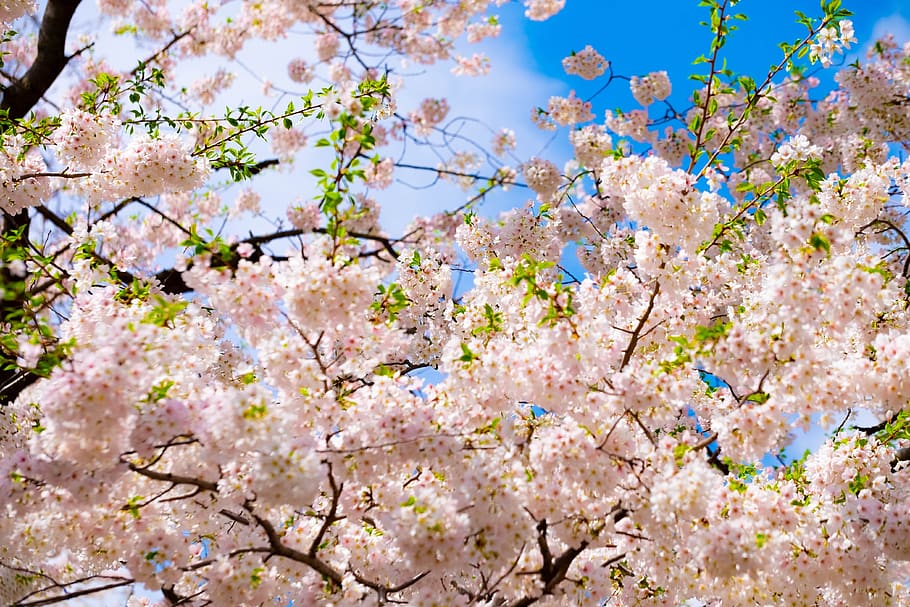blossom, tree, pink, spring, nature, april, flower, bloom, natural HD wallpaper