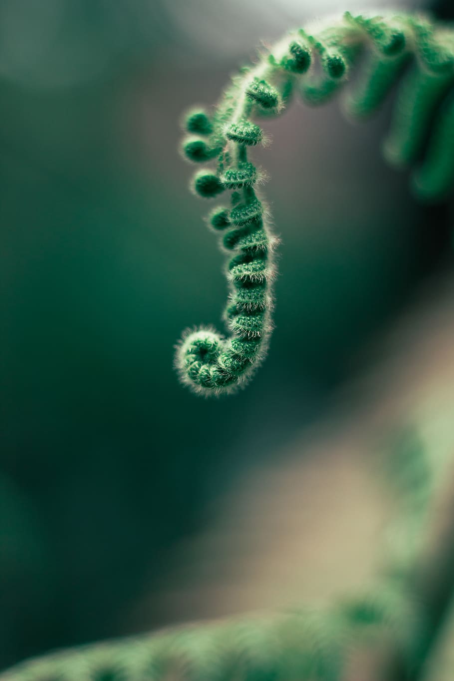 nature, macro, green, forest, blur, depth of field, walpaper HD wallpaper
