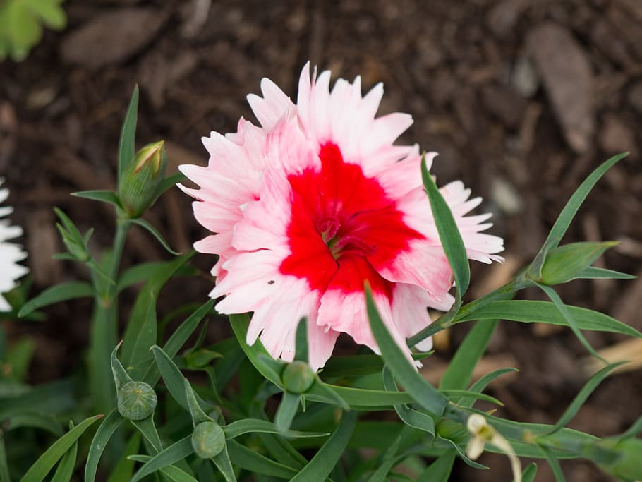 Red and White Flower in Garden, Flowers, Macro, Nature, Summer HD wallpaper