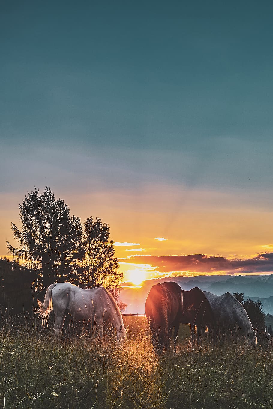 Four Assorted-color Horse on Grass Fields Near Tall Trees during Sunset HD wallpaper