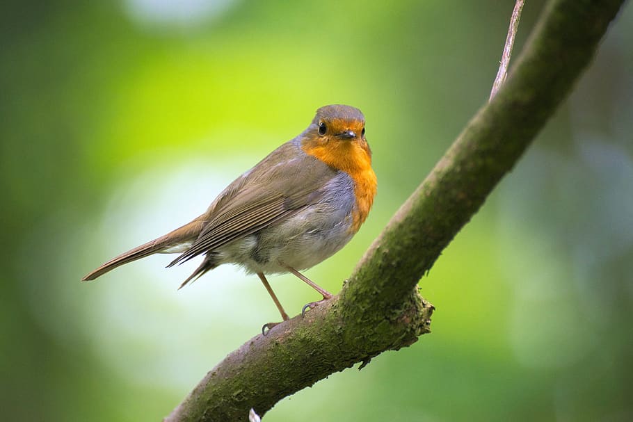 Shallow Focus Photography of Gray and Orange Bird, animal, blur HD wallpaper