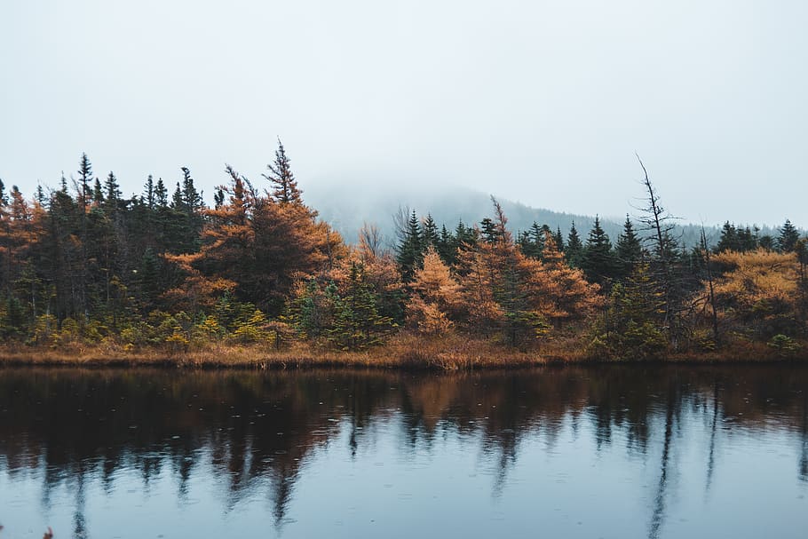 forest under fog, tree, plant, water, nature, fir, abies, conifer HD wallpaper