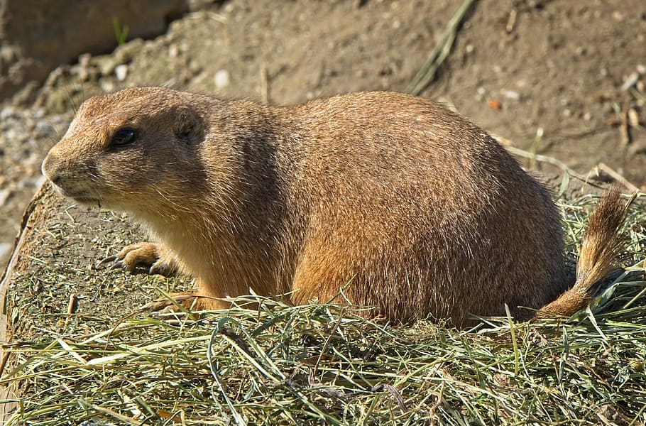 alpine marmot, gophers, rodent, marmota, mammal, nature, animal world, HD wallpaper