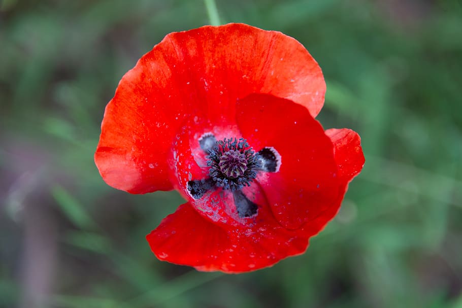 poppy, flower, red, nature, bloom, summer, garden, flora, blossomed HD wallpaper