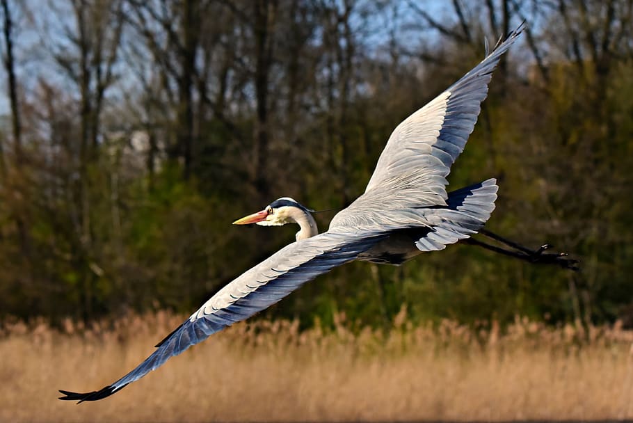 heron, wading bird, animal, flight, flying, wing, feather, plumage HD wallpaper
