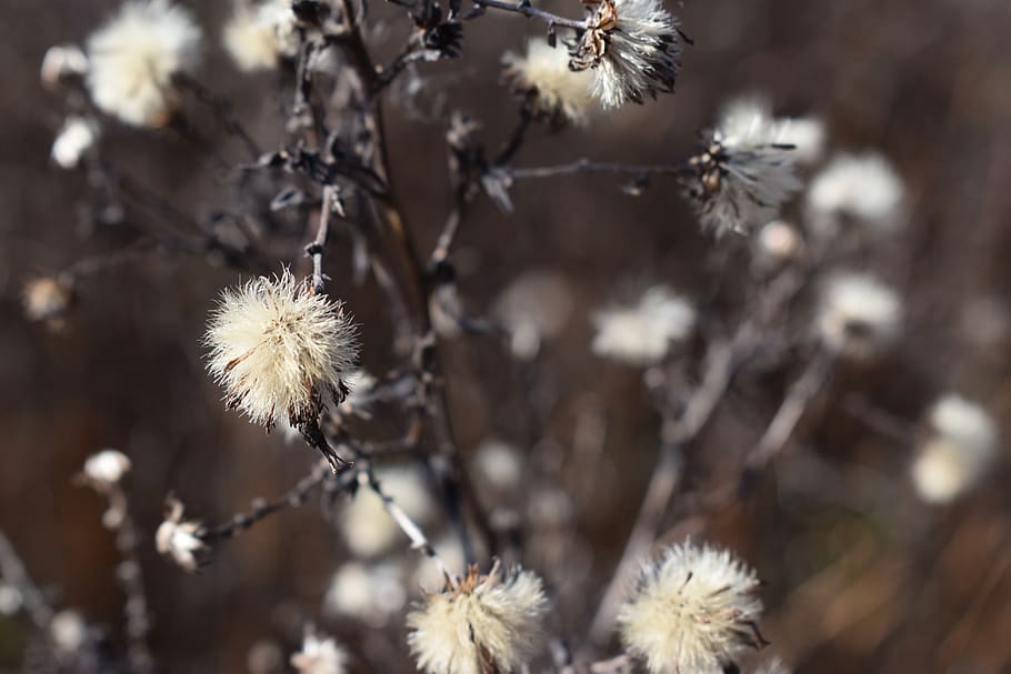 plant, blossom, flower, dandelion, weed, cotton, mimosa, pollen HD wallpaper