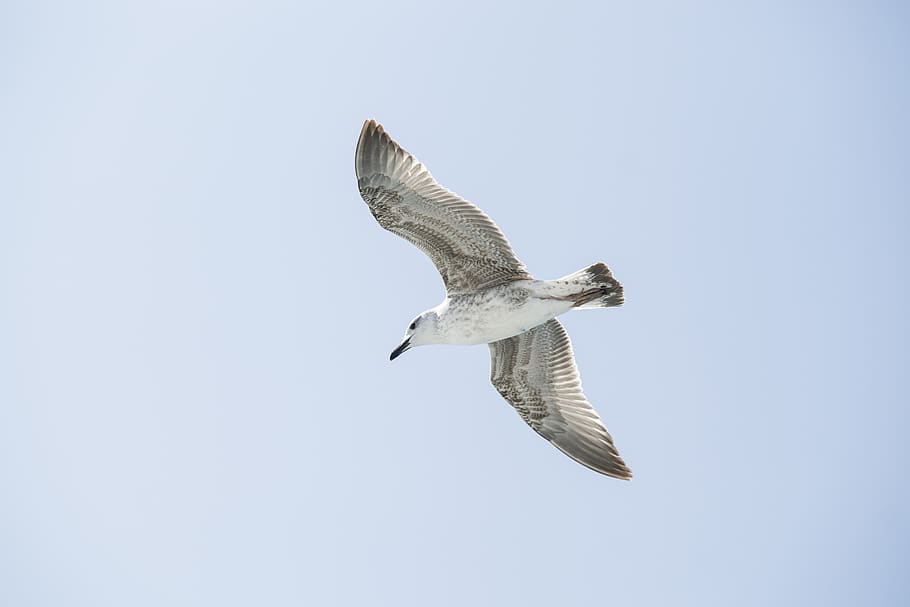 Low Angle Photography Of Flying White Bird, animal, gull, seabird HD wallpaper