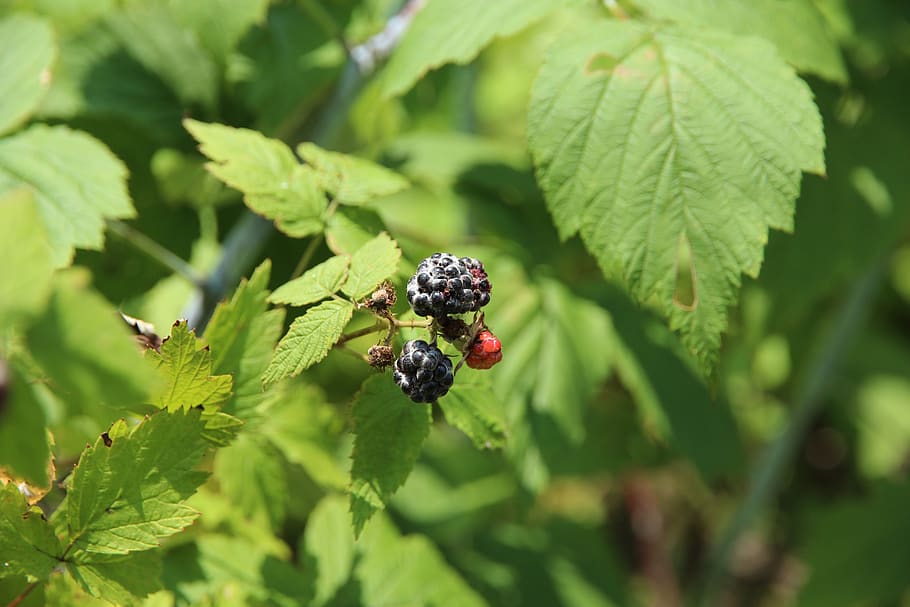 raspberry, black raspberry, plant, bush, fruit, harvest, food HD wallpaper