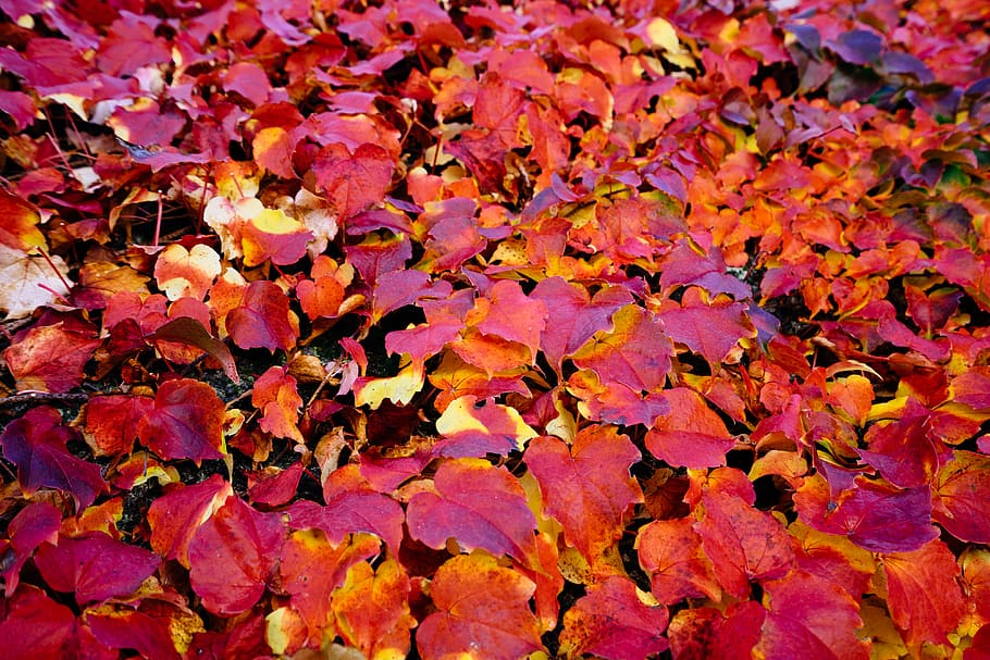 red, leaves, leaf, fall, autumn, plant, flora, orange, full frame HD wallpaper
