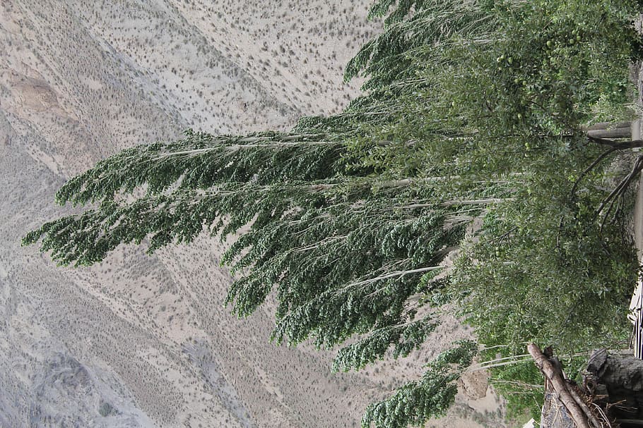 kyrgyzstan, osh region, tree, wind, plant, growth, scenics - nature HD wallpaper