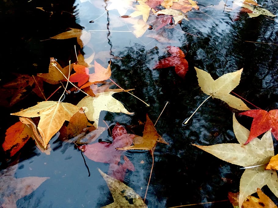 leaf, leaves, fall, seasons, water, autumn, portland, plant part HD wallpaper