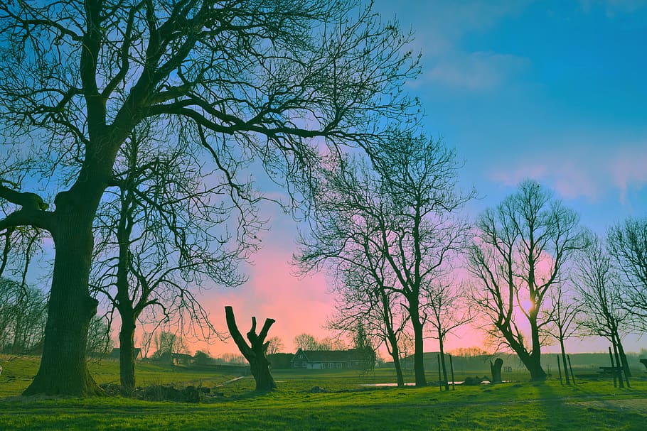 tree, fields, dutch landscape, rural, countryside, skies, sunset HD wallpaper