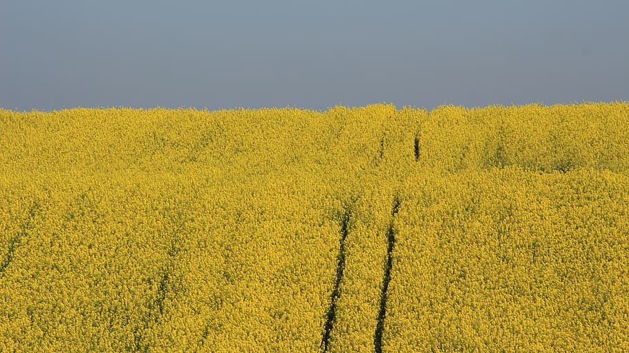 turkey, tekirdağ, yellow, landscape, plant, environment, beauty in nature HD wallpaper