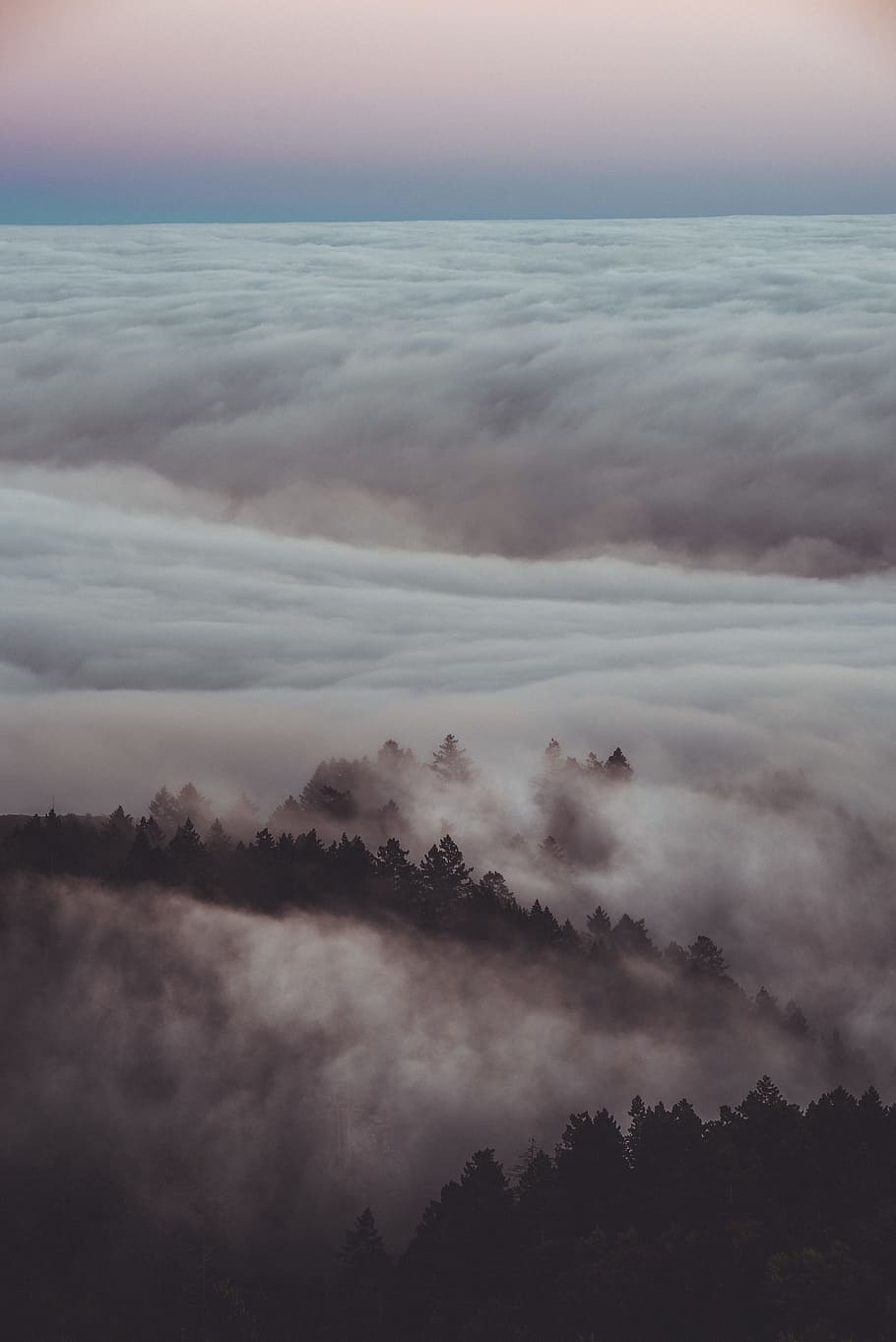 silhouette of trees through sea of clouds, mountain, forest, woodland HD wallpaper