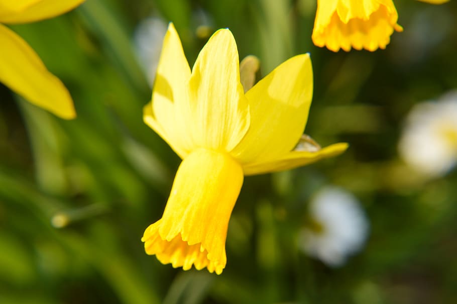 daffodil, flower, petals, spring, narcissus, nature, garden HD wallpaper