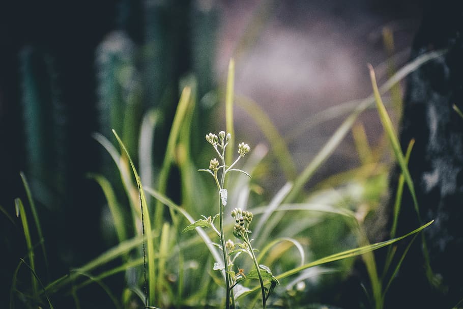 Shallow Focus Photography of White Flowers, blossom, blur, close-up HD wallpaper