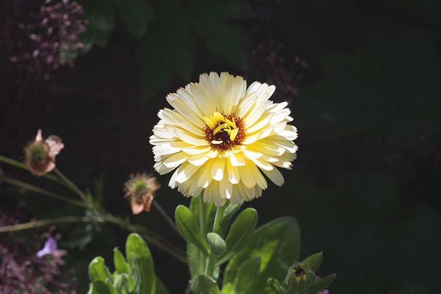 sun, sunshine, cheerful, summer, growing, growth, floral, colour HD wallpaper