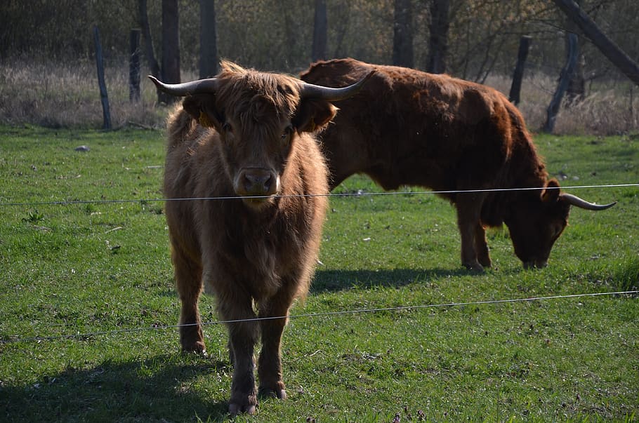 cows, nature, spring, cattle, animals, mammal, livestock, domestic animals HD wallpaper