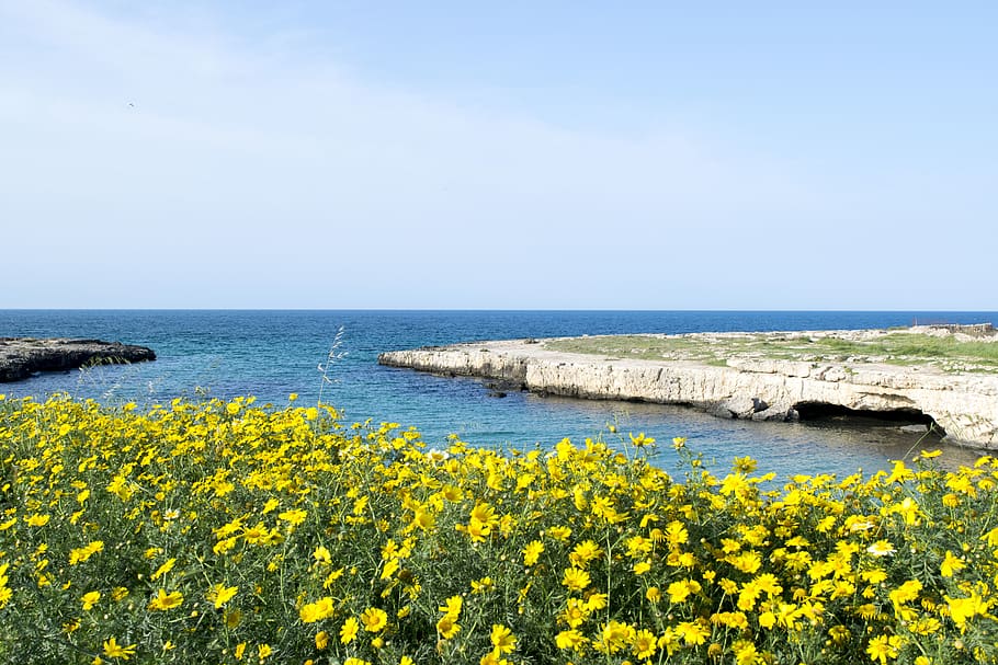 italy, monopoli, water, flower, yellow, beauty in nature, sea HD wallpaper