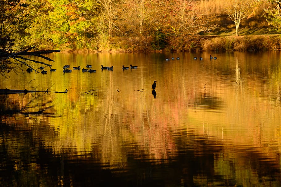 lake, autumn, fall color, ducks, reflection, water, waterfront HD wallpaper
