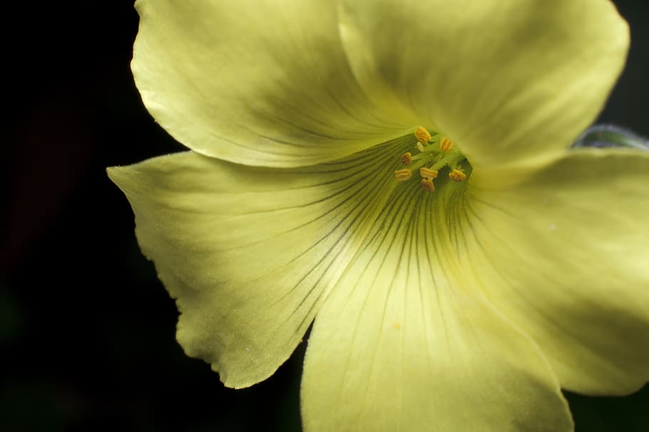flower, yellow, garden, nature, summer, spring, floral, plant HD wallpaper
