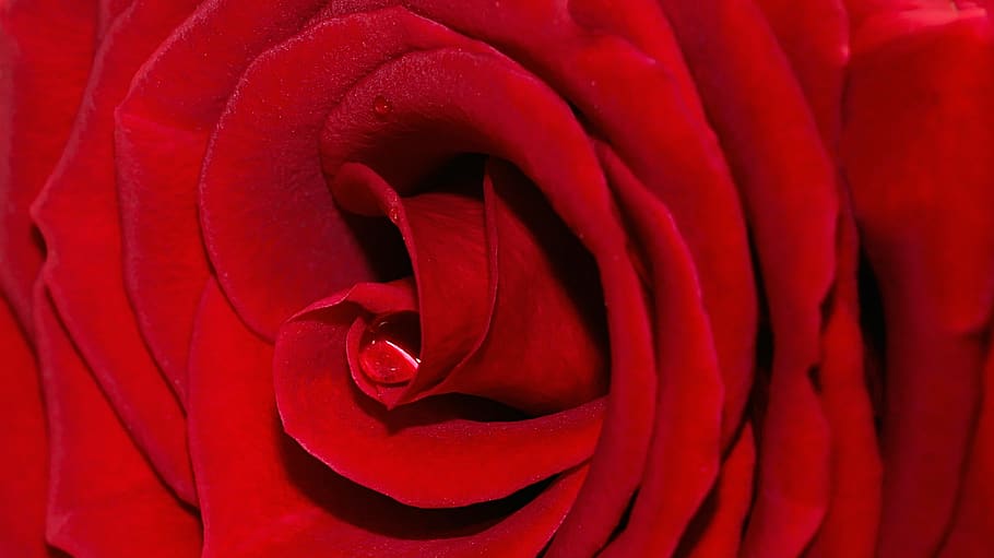 rose, red, macro, water, drop of water, flower, blossom, bloom HD wallpaper