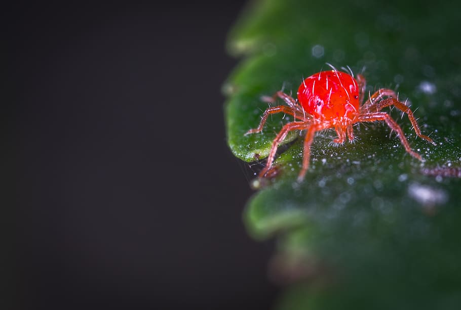 Close-up Photography of Red Spider Mites, animal, arachnid, blur HD wallpaper