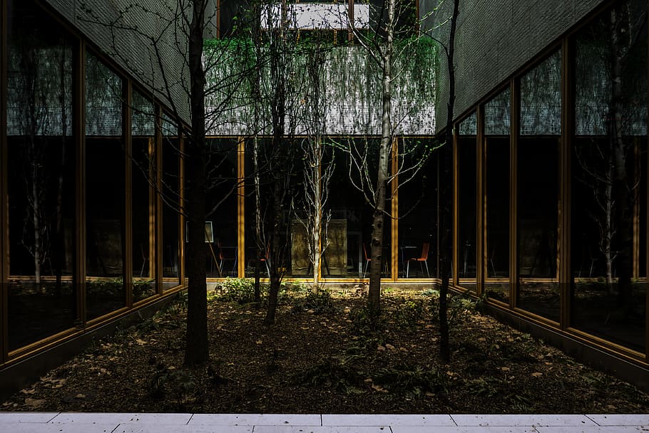 trees, box, outside, nature, life, forest, indoor, architecture HD wallpaper