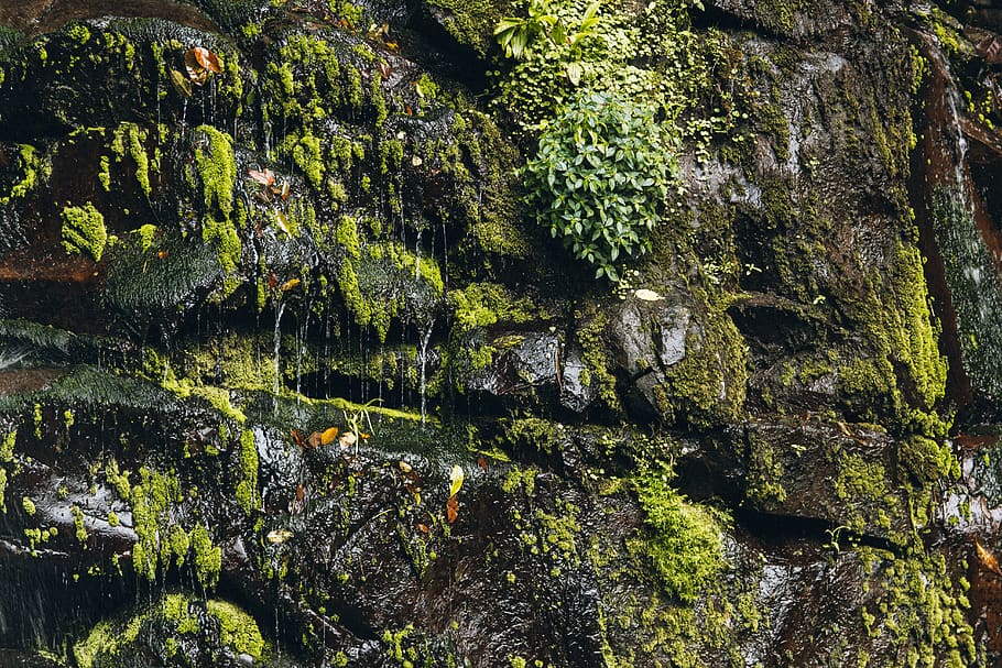 panama, chiriquí province, mildew, muld, mold, mould, green, HD wallpaper