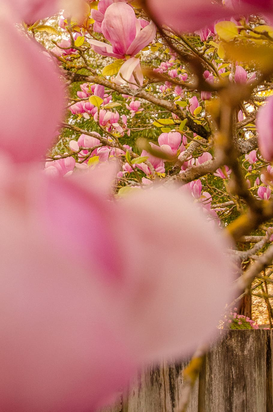 flower, plant, flowering plant, pink color, freshness, selective focus HD wallpaper