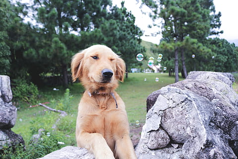 bubbles, dog, cute, color, lights, trees, valley, field, green HD wallpaper