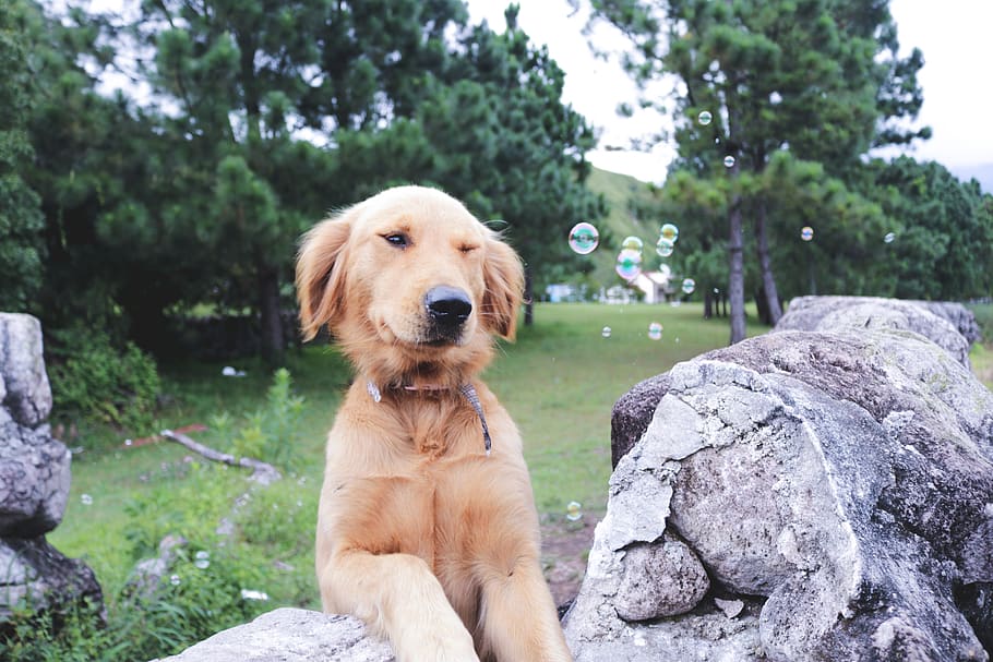 bubbles, dog, cute, color, lights, trees, valley, field, green HD wallpaper