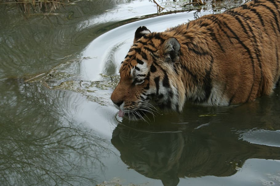 tiger, swim, bathing, predator, dangerous, cat, striped, water HD wallpaper