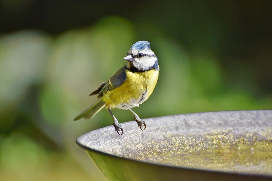 blue tit, songbird, bird bath, drink, small bird, water, plumage HD wallpaper