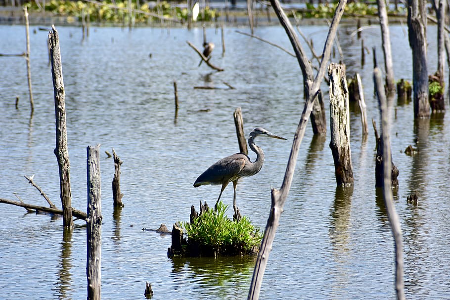 heron, bird, water, animal, nature, wildlife, beak, plumage HD wallpaper