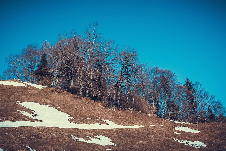 landscape, spring, meadow, snow, sky, trees, nature, plant HD wallpaper