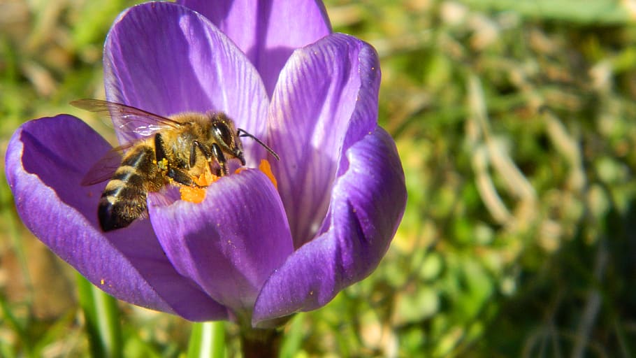 crocus, purple, flower, plant, spring, plants, bee, flowering plant HD wallpaper