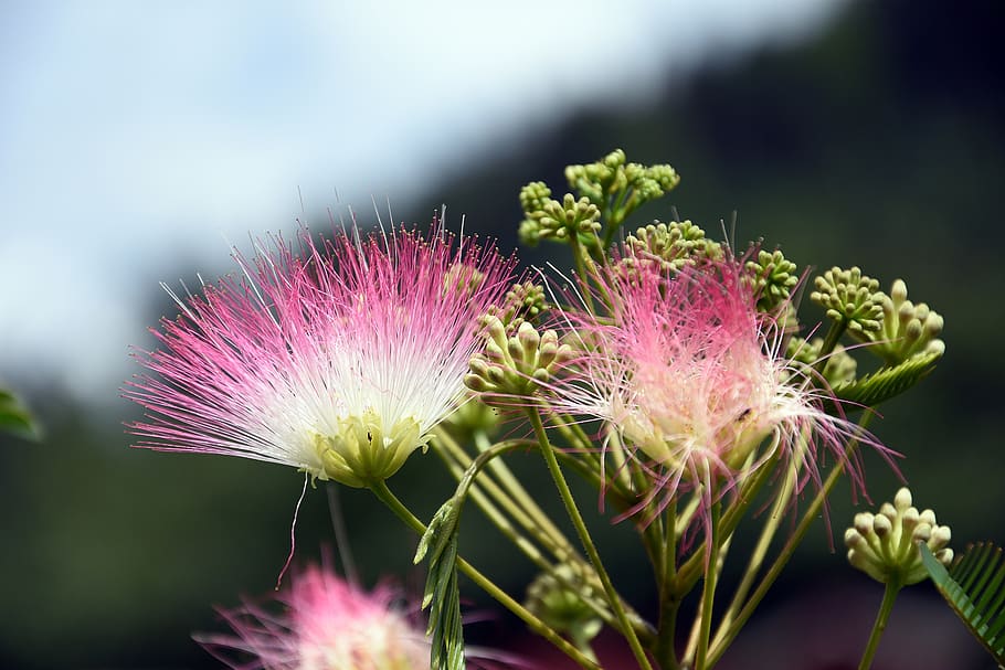 flower, summer, spring, nature, blossom, bloom, plant, petals HD wallpaper