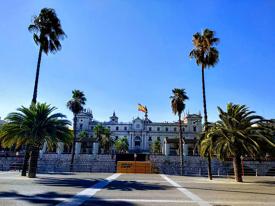 palm tree, arecaceae, plant, city, town, downtown, urban, building HD wallpaper