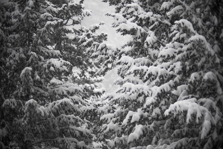 winter, snow, pine tree, white, forest, trees, mood, focus HD wallpaper