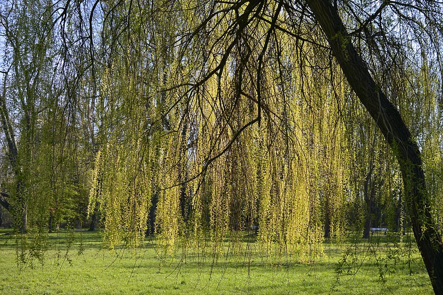 weeping willow, salix babylonica, pasture, willow family, salicaceae, HD wallpaper
