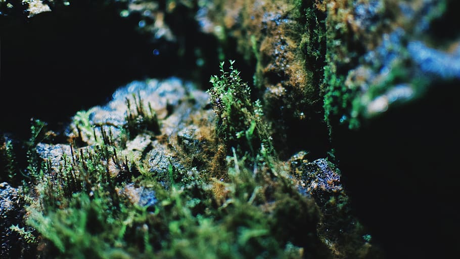 underwater, sea life, undersea, animal wildlife, animals in the wild HD wallpaper