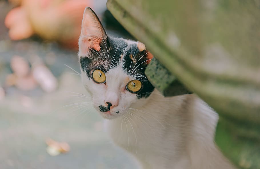 Close-up Photography of White and Black Cat, adorable, animal HD wallpaper