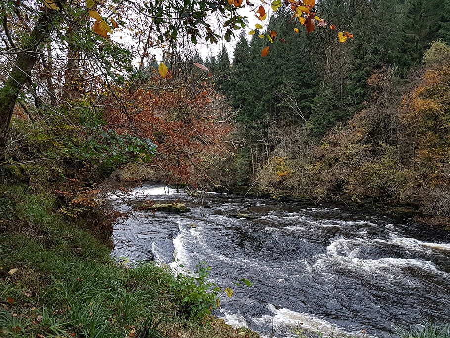united kingdom, new lanark, plant, tree, water, beauty in nature HD wallpaper
