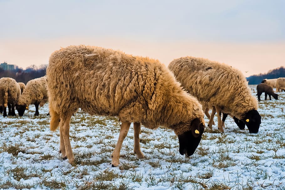 sheep, animals, lamb, wool, nature, farm, cattle, agriculture HD wallpaper