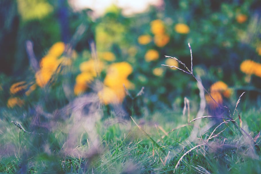 flower, grass, trees, yellow, nature, plant, growth, land, field HD wallpaper