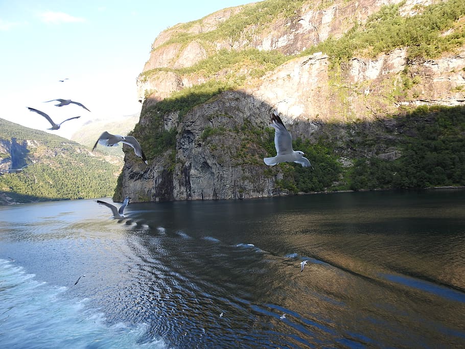 vertebrate, bird, water, animals in the wild, animal themes HD wallpaper