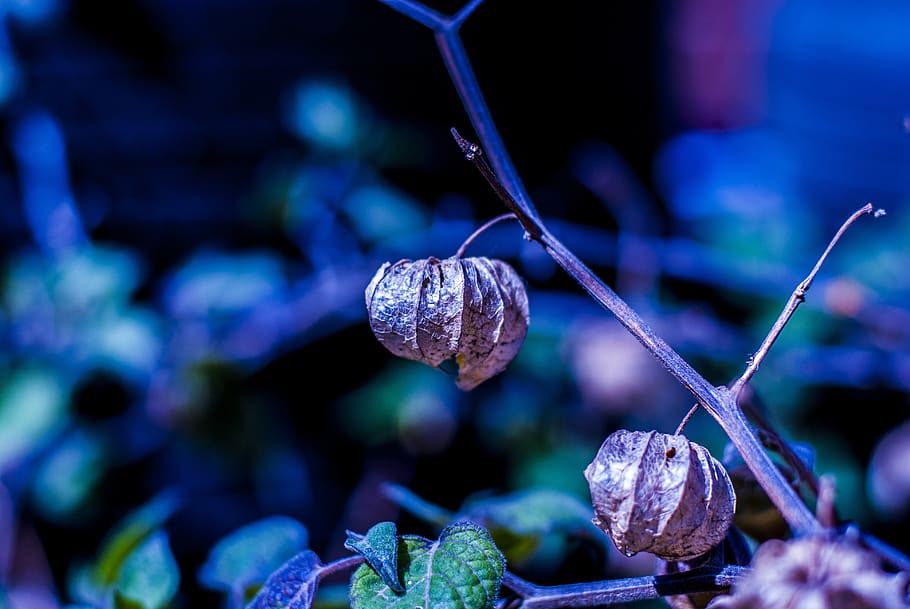 uvilla dry, fruit, landscape, nature, close-up, plant, focus on foreground HD wallpaper