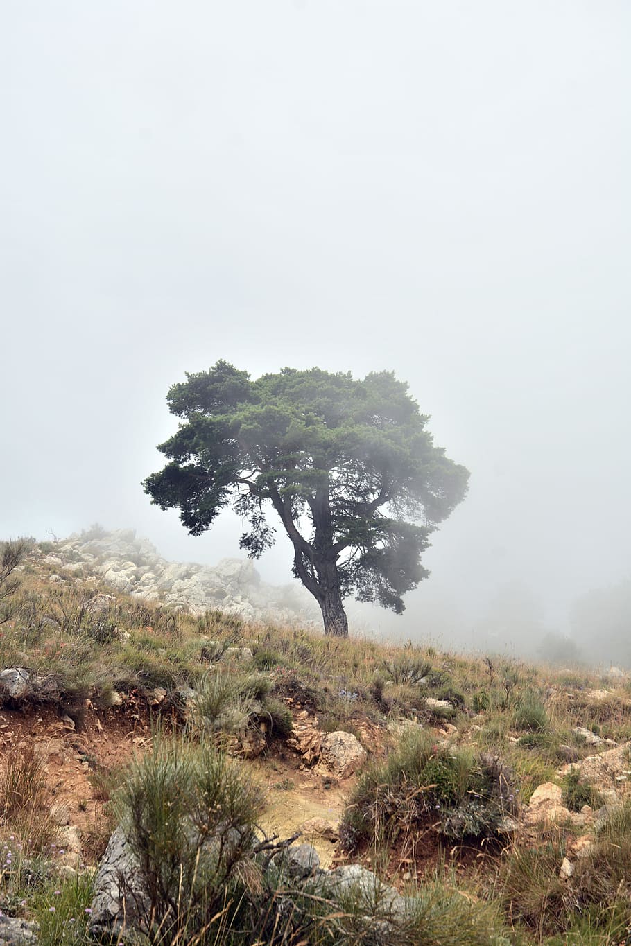 Trees and Fog, bushes, dawn, daylight, environment, grass, landscape HD wallpaper