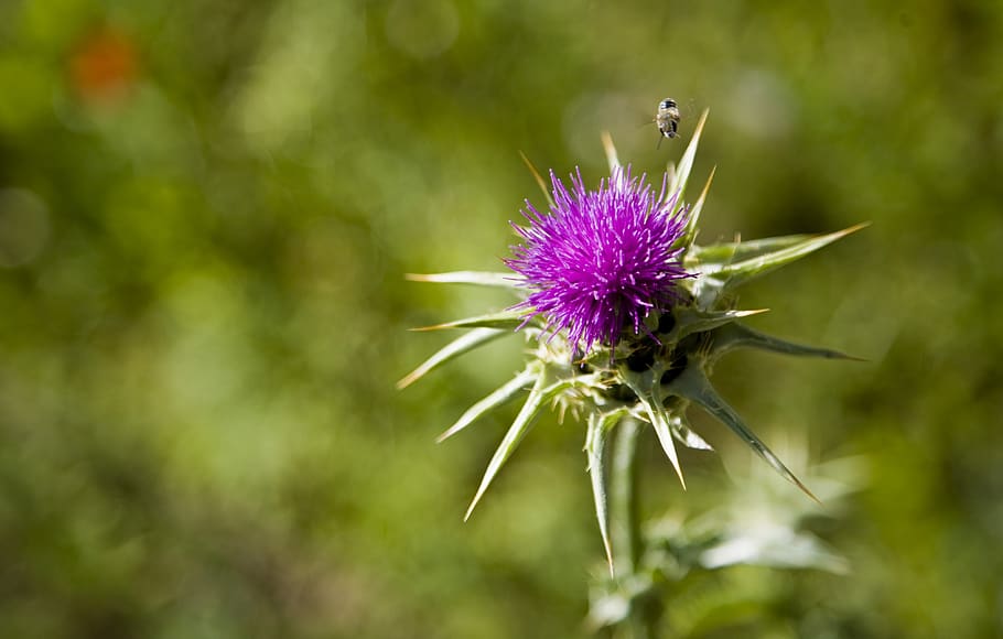 dea, flower, plant, nature, barbed, thistle, spring, summer HD wallpaper